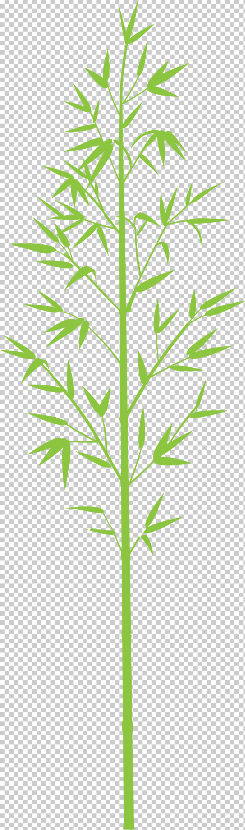 Bamboo Leaf PNG, Clipart, American Larch, Bamboo, Cleavers, Flower, Grass Free PNG Download