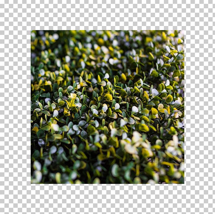Groundcover Lawn Shrub PNG, Clipart, Grass, Groundcover, Lawn, Others, Plant Free PNG Download