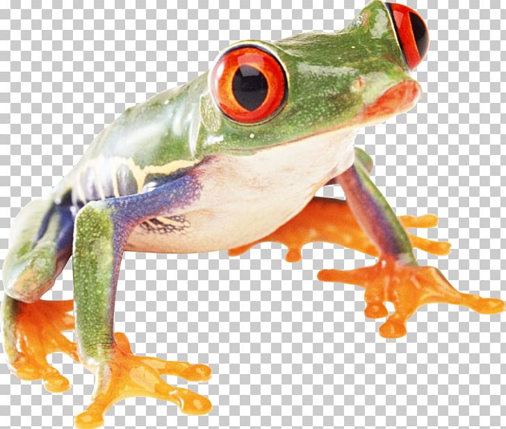 South American Horned Frogs Amphibians Animal PNG, Clipart, Amphibian, Amphibians, Animal, Animals, Computer Monitors Free PNG Download