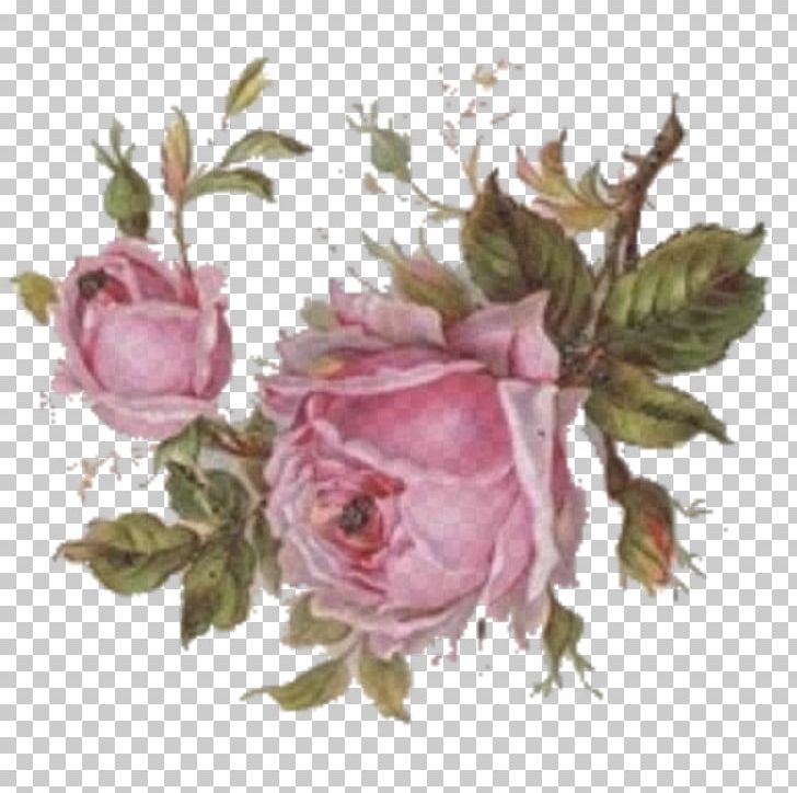 Centifolia Roses Paper Flower Pink Garden Roses PNG, Clipart, Artificial Flower, Birthday, Blue, Centifolia Roses, Cut Flowers Free PNG Download