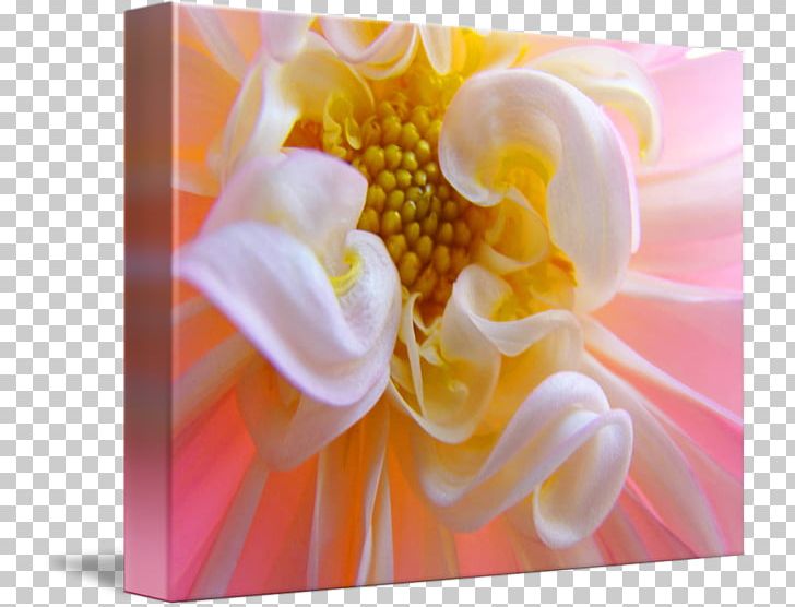 Dahlia Yellow Flower Petal Blossom PNG, Clipart, Blossom, Color, Dahlia, Flower, Flowering Plant Free PNG Download