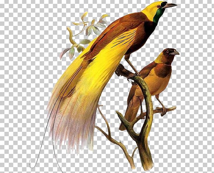 Drawn From Paradise: The Discovery PNG, Clipart, Animals, Beak, Bird ...