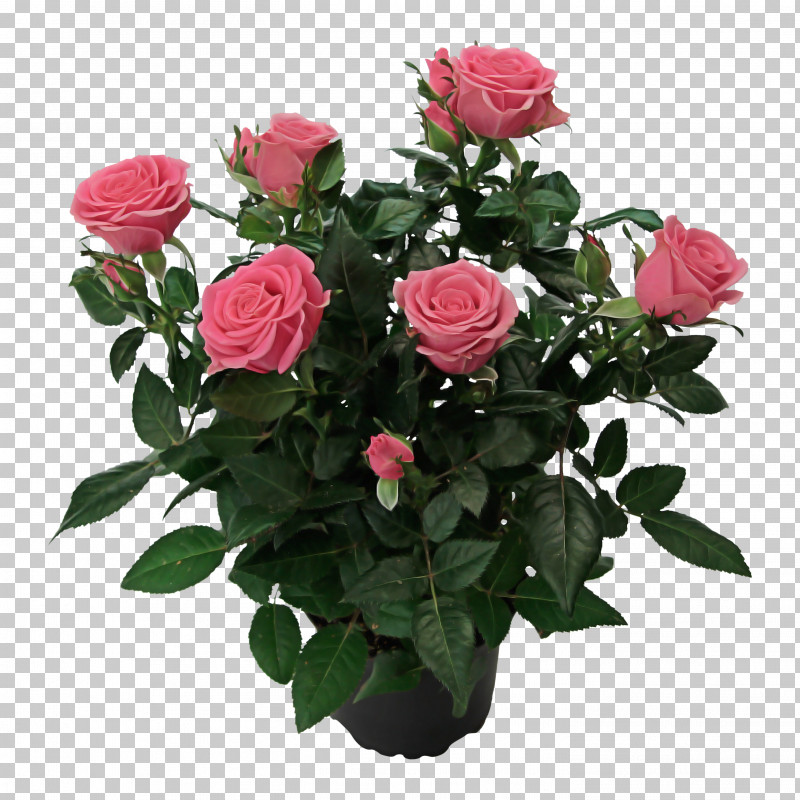 Garden Roses PNG, Clipart, Bouquet, Cut Flowers, Floribunda, Flower, Garden Roses Free PNG Download