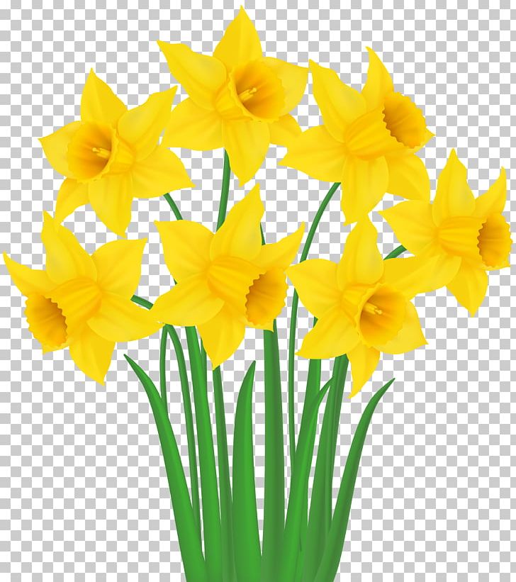 Daffodil PNG, Clipart, Amaryllis Family, Animation, Cut Flowers, Daffodil, Desktop Wallpaper Free PNG Download