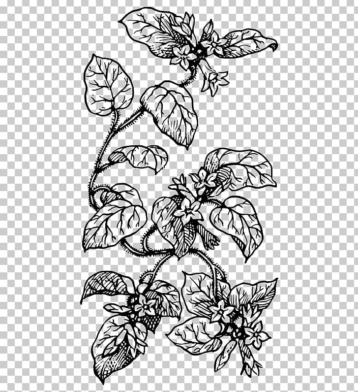 Drawing Line Art Plant PNG, Clipart, Arbutus, Art, Biology, Black, Botany Free PNG Download