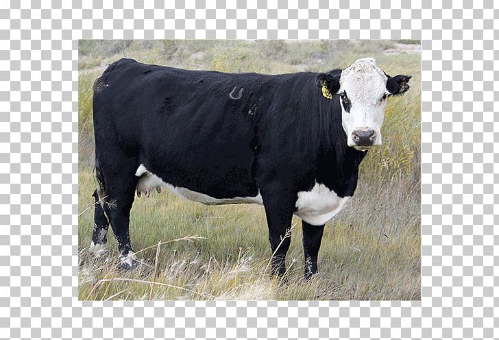 Hereford Cattle Dairy Cattle Angus Cattle Calf Black Hereford PNG, Clipart, Angus Cattle, Animals, Beef Cattle, Black, Black Baldy Free PNG Download