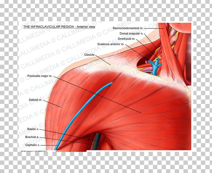 Shoulder Infraclavicular Fossa Pectoralis Major Clavicle Muscle PNG, Clipart, Anatomy, Angle, Anterior Scalene Muscle, Blood Vessel, Brachial Plexus Free PNG Download