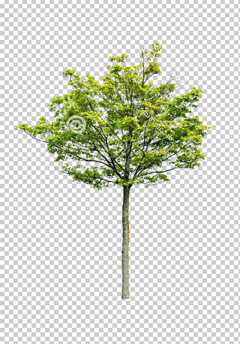 Plane PNG, Clipart, Birch, Branch, Canoe Birch, Flower, Grass Free PNG Download