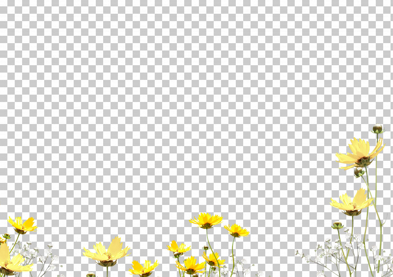 Daisy PNG, Clipart, Camomile, Chamomile, Daisy, Daisy Family, Flower Free PNG Download