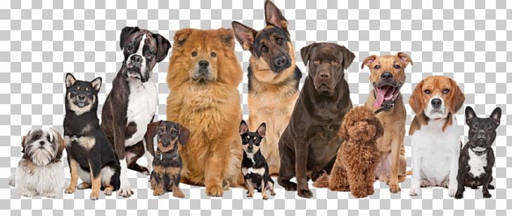 Great Dane Cat Pet Fence Dog Training PNG, Clipart, Animals, Breed, Carnivoran, Carnivore, Cat Free PNG Download
