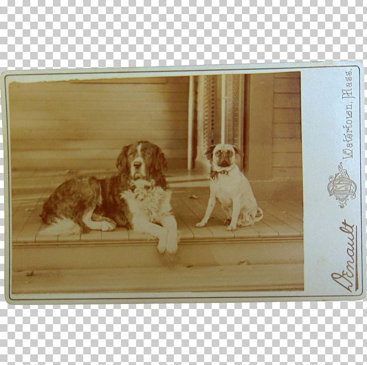 Spaniel Dog Breed Frames Rectangle PNG, Clipart, Animals, Bernard, Breed, Carnivoran, Dog Free PNG Download