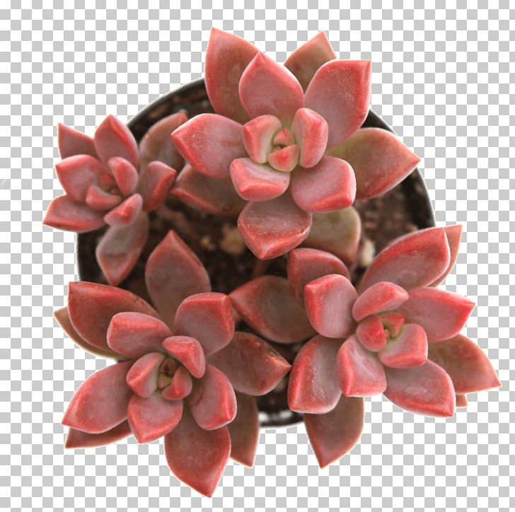 Succulent Plant Alpenglow Stonecrop Echeveria Anacampseros PNG, Clipart, Alpenglow, Anacampseros, Cactaceae, Cut Flowers, Echeveria Free PNG Download