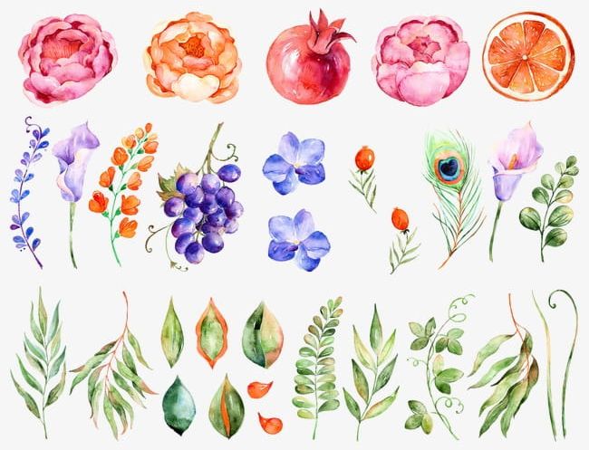 Watercolor Flowers PNG, Clipart, Flowers, Flowers Clipart, Grape, Leaf, Orange Free PNG Download