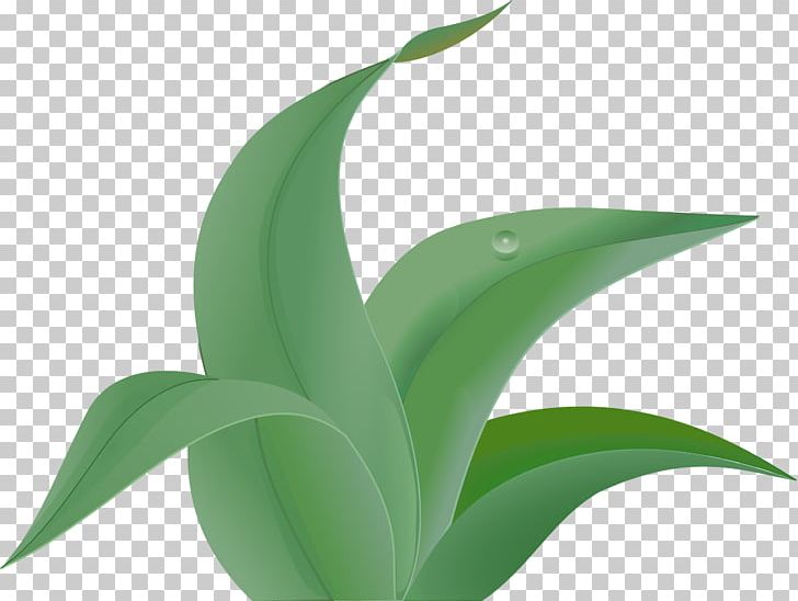 Jungle Leaf Free Content PNG, Clipart, Agave, Big Leaves, Big Leaves Cliparts, Blog, Clip Art Free PNG Download