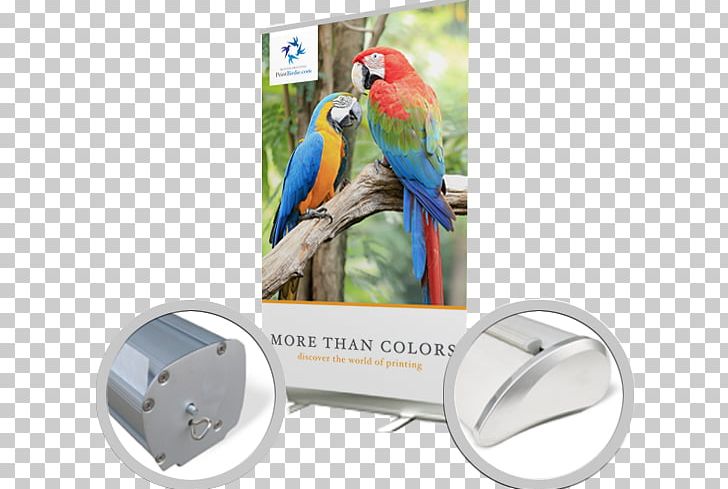 Macaw Bird Advertising Beak Feather PNG, Clipart, Advertising, Beak, Bird, Bird Supply, Fauna Free PNG Download