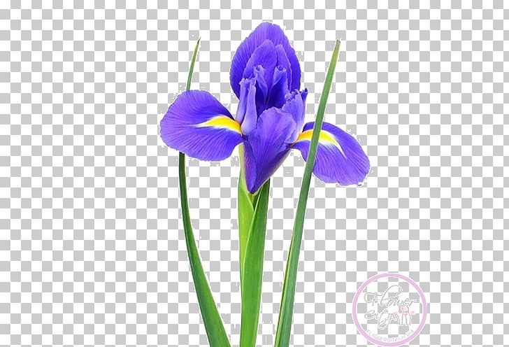 Orris Root Irises Sevastopol Cut Flowers PNG, Clipart, Blue, Crocus, Cut Flowers, Flower, Flower Bouquet Free PNG Download