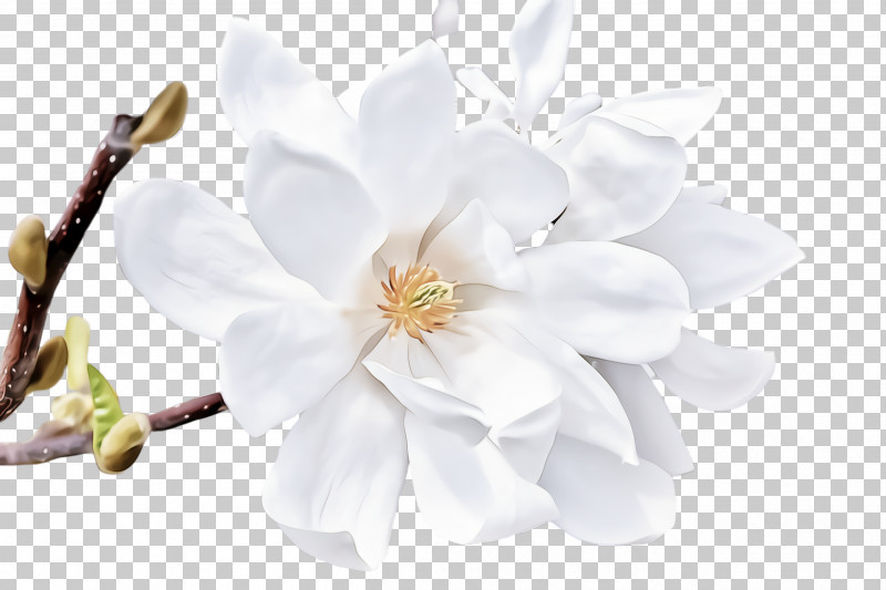 White Petal Flower Plant Blossom PNG, Clipart, Blossom, Branch, Flower, Magnolia, Magnolia Family Free PNG Download