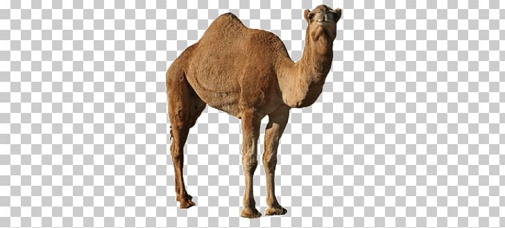 Camel PNG, Clipart, Camel Free PNG Download