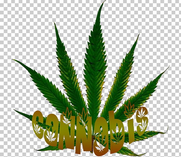 Cannabis Sativa Desktop White Widow Medical Cannabis PNG, Clipart, Cannabis, Cannabis Border, Cannabis Sativa, Desktop Wallpaper, Drug Free PNG Download