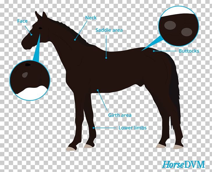 Pony Mane Mustang Stallion Mare PNG, Clipart, Bridle, Colt, Donkey, Halter, Horse Free PNG Download