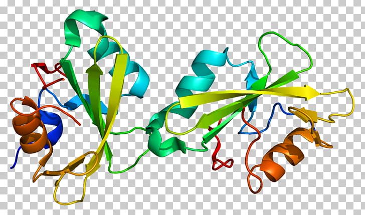 SH2B1 Signal Transducing Adaptor Protein Gene Nerve Growth Factor PNG, Clipart, Artwork, B 1, Epidermal Growth Factor, Epidermal Growth Factor Receptor, Gene Free PNG Download