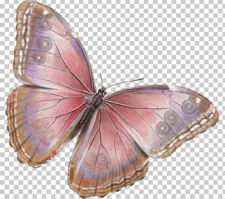 Butterfly Insect Portable Network Graphics PNG, Clipart, Arthropod, Brush Footed Butterfly, Butterflies And Moths, Butterfly, Citing Free PNG Download