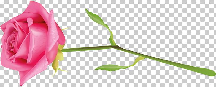 Garden Roses Flower PNG, Clipart, Blog, Bud, Chart, Closeup, Cut Flowers Free PNG Download