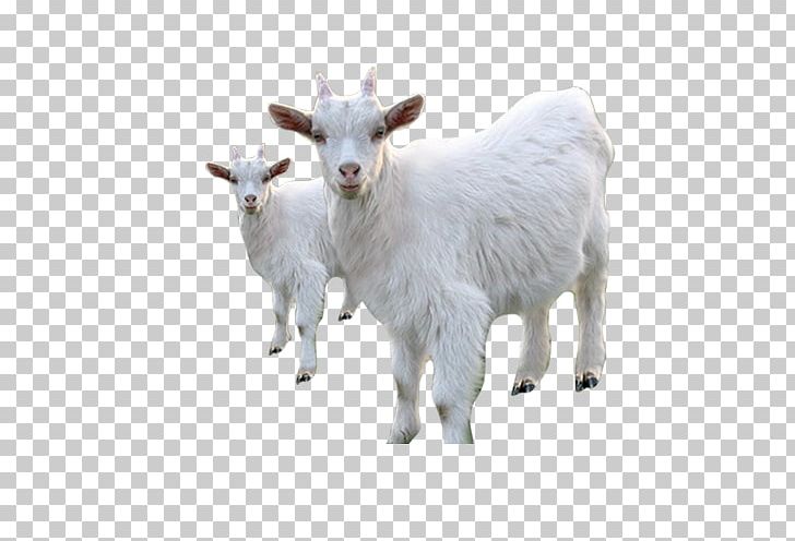 Goat Sheep Price Livestock PNG, Clipart, Animal, Animals, Cartoon Goat, Cattle Like Mammal, Cow Goat Family Free PNG Download