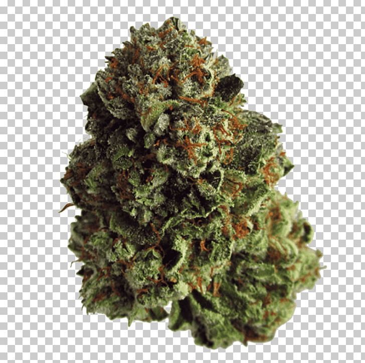Medical Cannabis Kush Hash Oil Cannabis Cultivation PNG, Clipart, Cannabidiol, Cannabigerol, Cannabis, Cannabis Cultivation, Cannabis Shop Free PNG Download