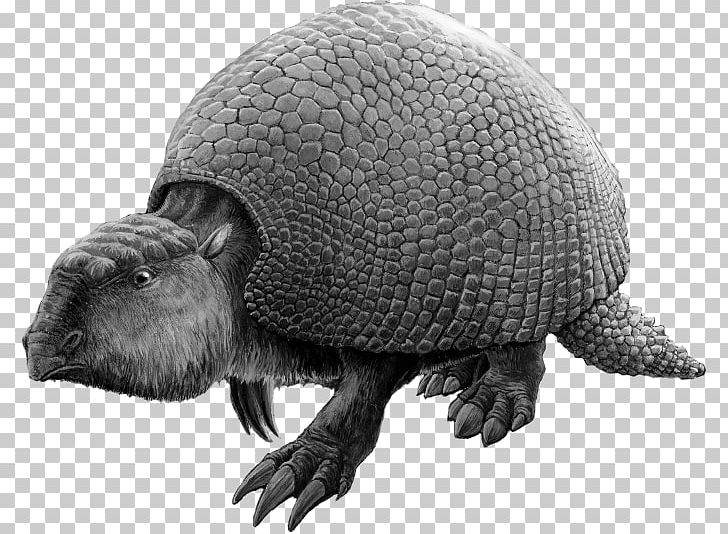 Glyptodon Turtle Exoskeleton Vertebrate Reptile PNG, Clipart, Animals, Armadillo, Armour, Black And White, Chelydridae Free PNG Download
