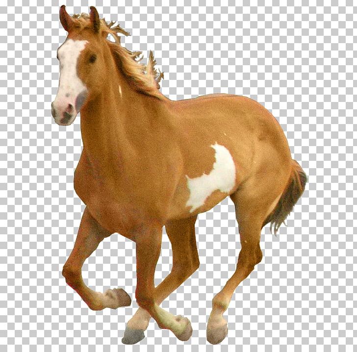 Mustang Arabian Horse Mare Pony Foal PNG, Clipart, Animal Figure, Arabian Horse, At Resmi, Colt, Computer Icons Free PNG Download