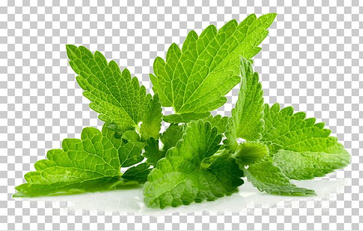 Peppermint Mentha Spicata Herb Mint Leaf Mints PNG, Clipart, Facial, Flavor, Food, Herb, Herbal Free PNG Download
