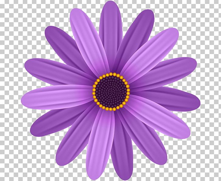 Common Daisy Flower PNG, Clipart, Aster, Blue, Chrysanths, Clipping Path, Common Daisy Free PNG Download