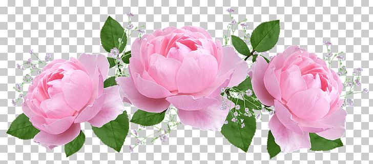 Garden Roses Cabbage Rose Pink Flower Petal PNG, Clipart,  Free PNG Download