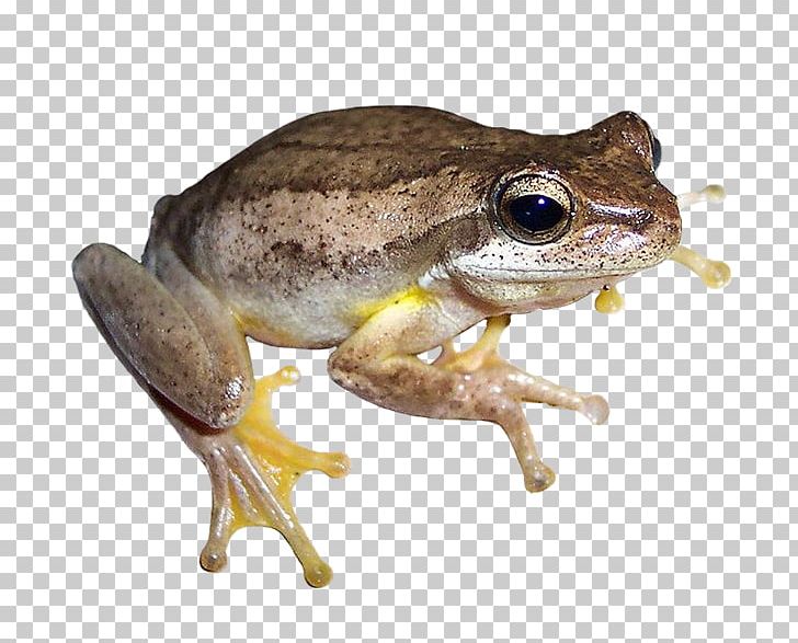 Southern Brown Tree Frog Amphibians Jervis Bay Tree Frog PNG, Clipart,  Free PNG Download