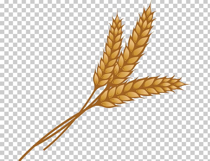 Wheat Ear Grain PNG, Clipart, Cereal, Cereal Germ, Clip Art, Commodity, Ear Free PNG Download