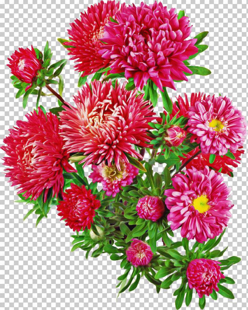 Aster Plants Contemplation Drawing Ageratum PNG, Clipart, Ageratum, Annual Plant, Aster, Contemplation, Drawing Free PNG Download