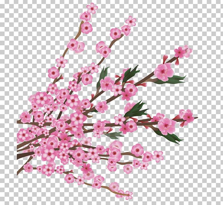 Cherry Blossom PNG, Clipart, Blossom, Blossoms, Blossoms Vector, Branch, Cherry Free PNG Download