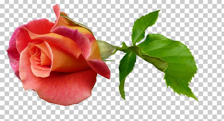 Garden Roses Bud Plant Stem PNG, Clipart, Bud, Bud Plant, China Rose, Clip Art, Closeup Free PNG Download