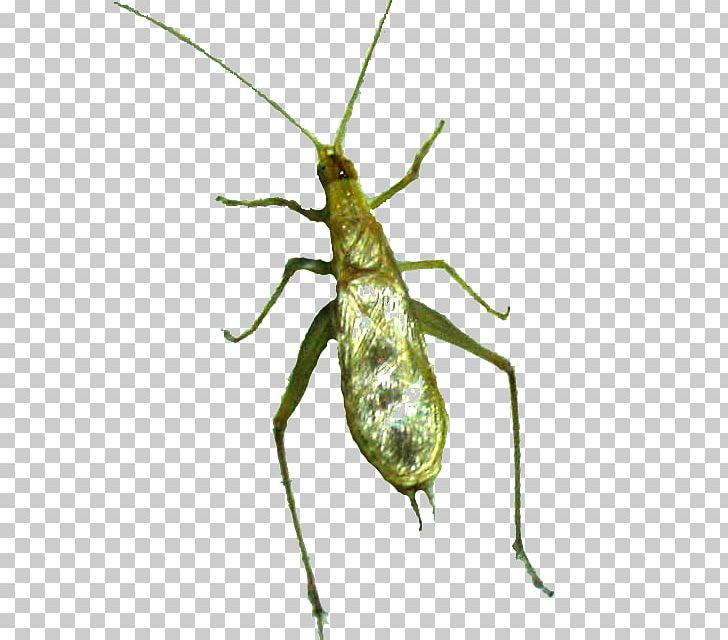 Meloimorpha Japonicus Insect Cricket Grasshopper Culture PNG, Clipart, Animals, Arthropod, Cricket, Cricket Like Insect, Culture Free PNG Download