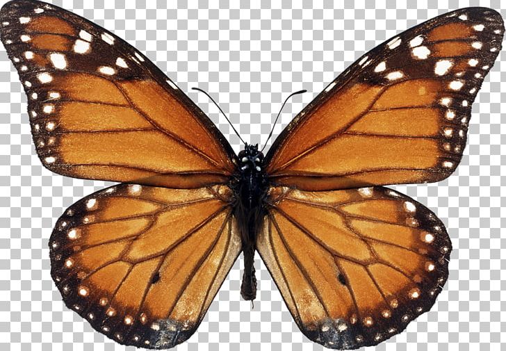 Monarch Butterfly Biosphere Reserve Milkweed Butterfly Viceroy PNG, Clipart, Arthropod, Biological Life Cycle, Brush Footed Butterfly, Butterfly, Butterfly Weed Free PNG Download