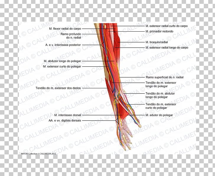 Nerve Muscle Blood Vessel Forearm Anatomy PNG, Clipart, Anatomy, Angle, Arm, Blood Vessel, Diagram Free PNG Download