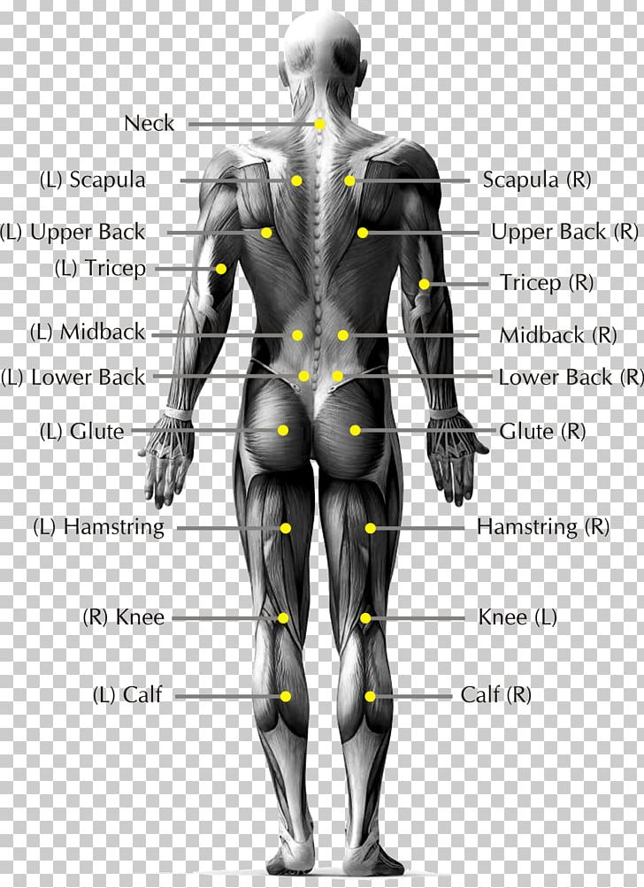 Pain In Spine Low Back Pain Human Body Human Back Anatomy PNG, Clipart, 3d Modeling, Anatomy, Angle, Arm, Armour Free PNG Download