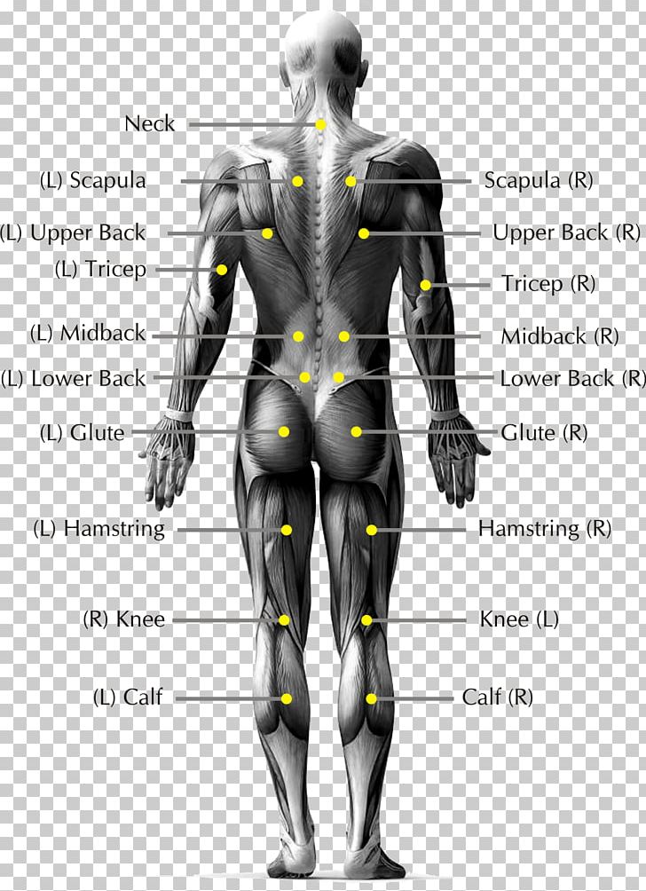 anatomy-of-low-back-pain