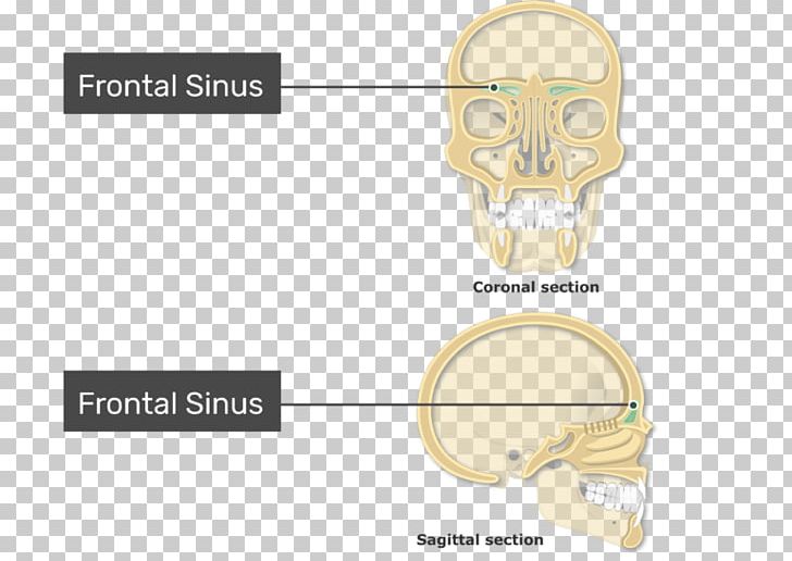 Paranasal Sinuses Frontal Sinus Ethmoid Bone Maxillary Sinus PNG, Clipart, Anatomy, Bone, Ear, Ethmoid Bone, Ethmoid Sinus Free PNG Download