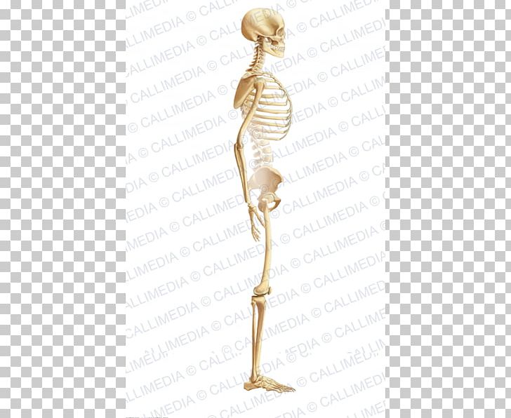 Shoulder Homo Sapiens Skeleton Figurine PNG, Clipart, Fantasy, Figurine, Homo Sapiens, Human, Joint Free PNG Download