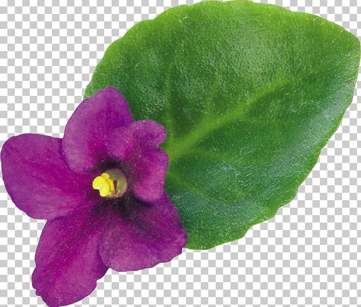 Violet Plant Flower PNG, Clipart, Annual Plant, Cicek Resimleri, Color, Digital Image, Flora Free PNG Download