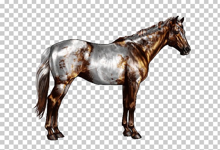 Appaloosa American Paint Horse Horse Markings Roan Chestnut PNG, Clipart, American Paint Horse, Appaloosa, Black, Buckskin, Chestnut Free PNG Download