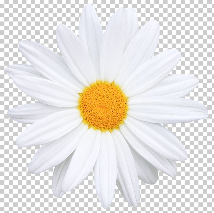 Flower Common Daisy Icon PNG, Clipart, Bouquet Of Flowers, Cartoon,  Creative Floral Patterns, Daisy Family, Encapsulated