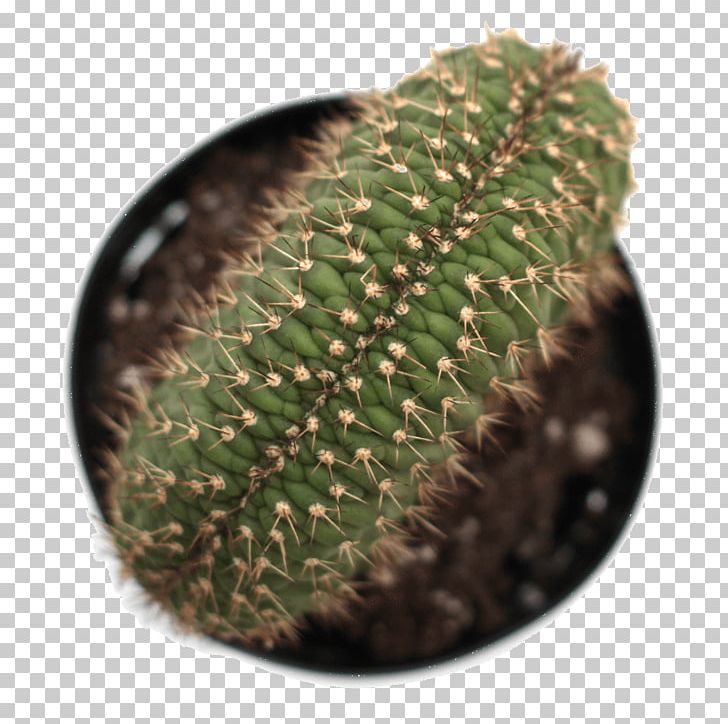 Hedgehog Cacti Prickly Pear Echinocereus Succulent Plant Thorns PNG, Clipart, Aloe Brevifolia, Cactus, Caryophyllales, Echinocereus, Gymnocalycium Free PNG Download